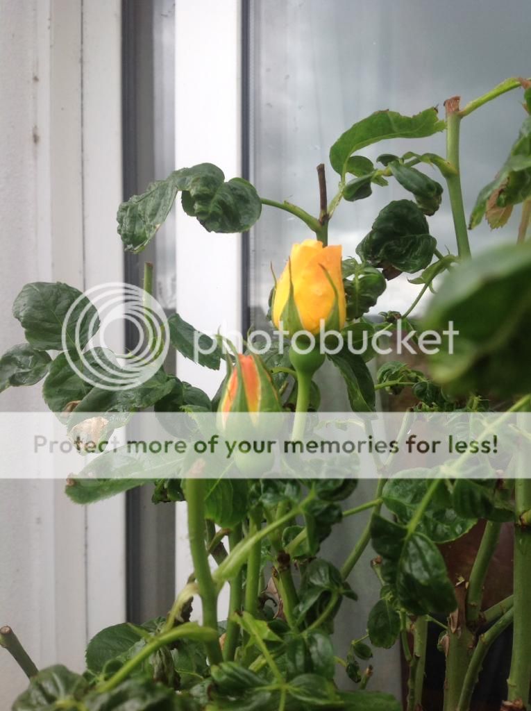 photo 48FE9B61-92D6-4EC5-9E4C-45A3AA82E192_zpshevgm6gt.jpg